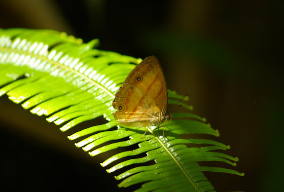 Mycalesis marginata MOORE, 1881. Crocker Range, à 40 km de Tambunan (Sabah, Malaisie, Bornéo), 19 août 2011. Photo : J.-M. Gayman