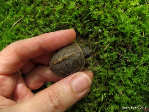baby box turtle in hand