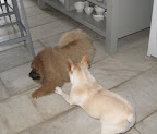 Don't do it G.K!  Franny's bed is off limits to you!
