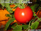 tomatoes.jpg