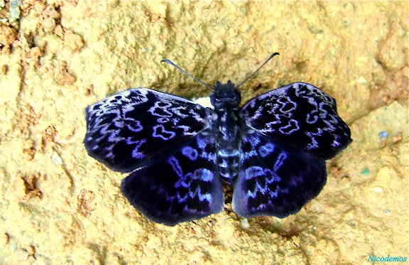 Hesperiidae : Cycloglypha thrasibulus thrasibulus (FABRICIUS, 1793), mâle. Pitangui (MG, Brésil), 29 décembre 2009. Photo : Nicodemos Rosa