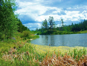 Bird Estuary