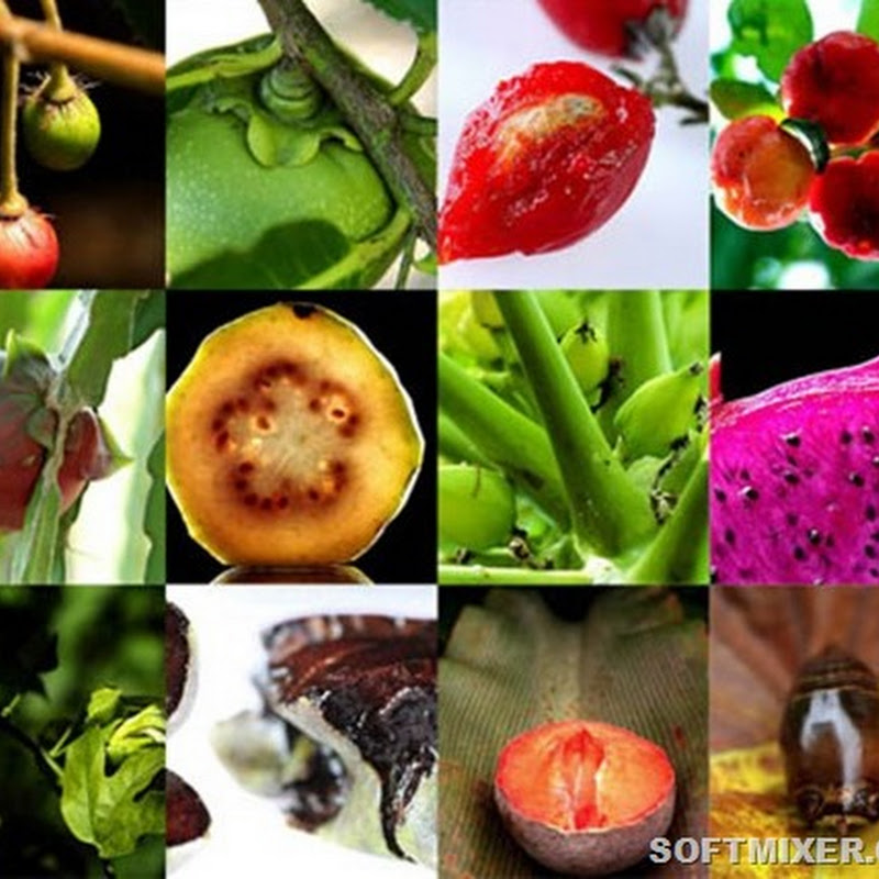 Плоды фруктовой экзотики