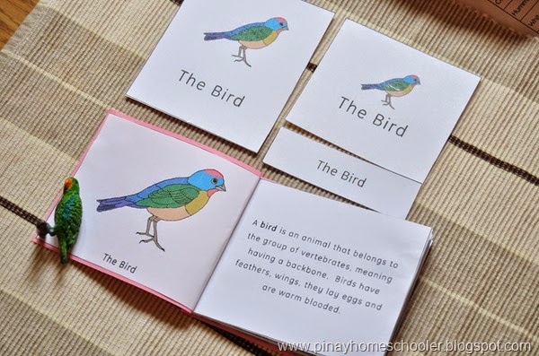 Bird Unit Activities