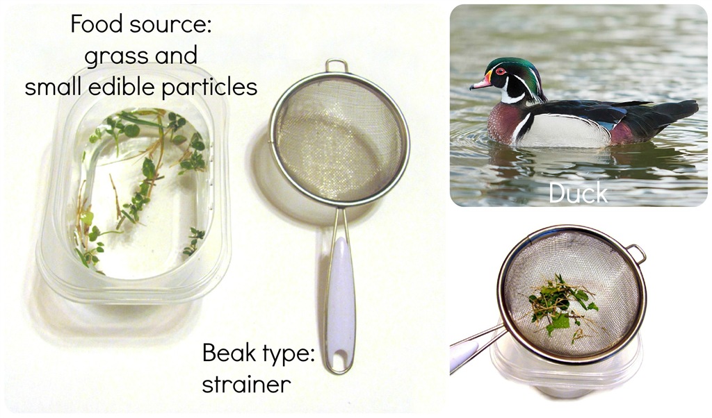 [duck%2520beak%2520words2%255B4%255D.jpg]