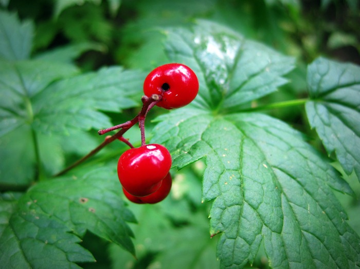 bright red berries in Millcreek Canyon Utah