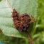 Commander's caterpillar