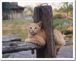 image010