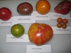 6 heirlooms and 1 favorite cultivated-a Jersey beefsteak.