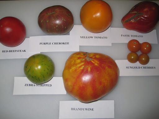 6 heirlooms and 1 favorite cultivated-a Jersey beefsteak.