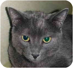 Butterwort, from Chicago.This 3-yea-old handsome solid-gray male is a big sweet boy. He is very lovable, personable, and affectionate. See link to his info at end of blog. Butterwort, from Chicago.This 3-yea-old handsome solid-gray male is a big sweet boy. He is very lovable, personable, and affectionate. See link to his info at end of blog.