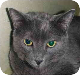 Butterwort, from Chicago.This 3-yea-old handsome solid-gray male is a big sweet boy. He is very lovable, personable, and affectionate. See link to his info at end of blog. Butterwort, from Chicago.This 3-yea-old handsome solid-gray male is a big sweet boy. He is very lovable, personable, and affectionate. See link to his info at end of blog.