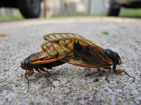 mating cicadas on ground2