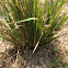 Deep rooted sedge