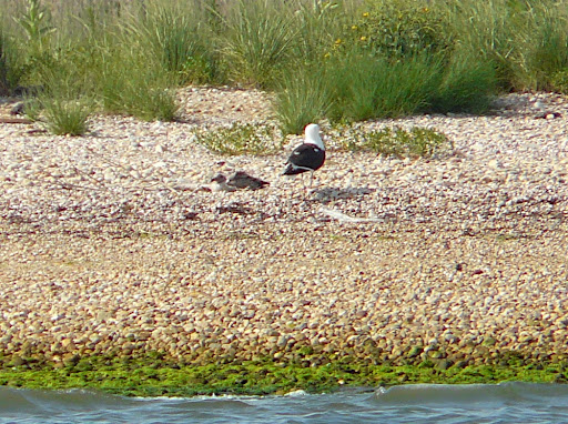 I have never seen baby Great Black-backed Gulls before, but on Gardiner's Island, there was a whole nesting colony. Baby nestling in the sand with adult.