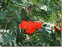 Lijsterbes (Sorbus aucuparia)