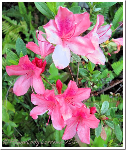 02-15-azaleas