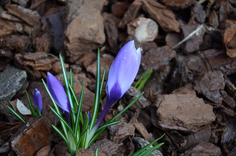 DSC_01.jpg DSC 01
