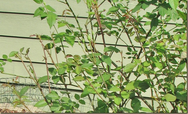 IMG_9828 (2) IMG_9828 (2)