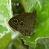 Nymphalidae%25252c%252520ypthima%252520nareda%25252c%252520large%252520threering
