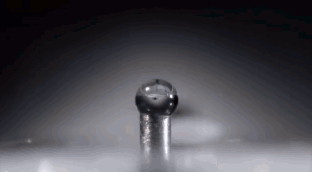 10- Uma formiga bebendo agua 10- Uma formiga bebendo agua