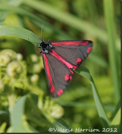 cinnabar-moth cinnabar-moth