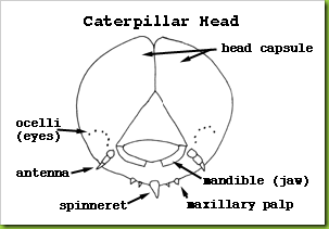cathead
