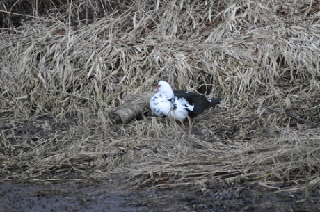 DSC_0098.jpg DSC 0098