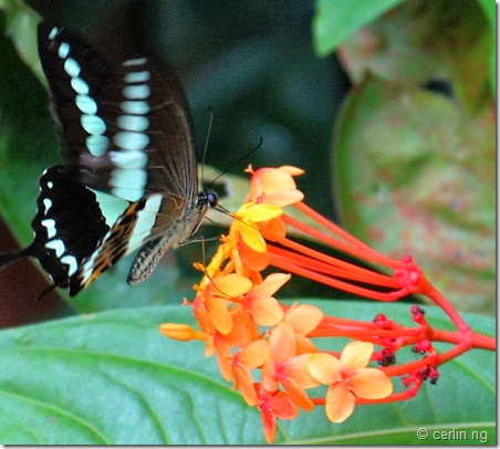 Banded Swallowtail feeding on Ixora congesta. Credit: The Lazy Botanist Blog (Direct permission not obtained but within the Limits of Fair Use)