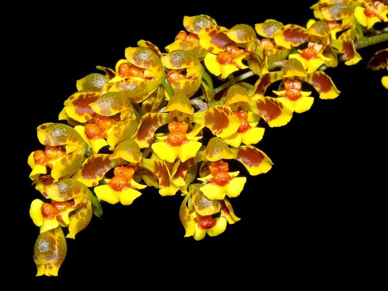 [OR%2520Gomesa%2520gutfreundiana%255B4%255D.jpg]