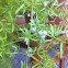 Asparagus