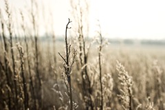 Frosty-Mornings-in-the-Countryside-3