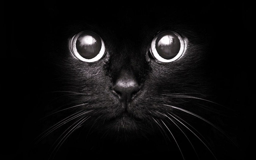 [black-cat-with-black-eyes%255B2%255D.jpg]
