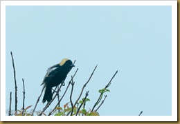 Bobolink Bobolink