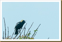 Bobolink