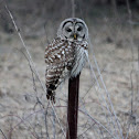 Barred Owl