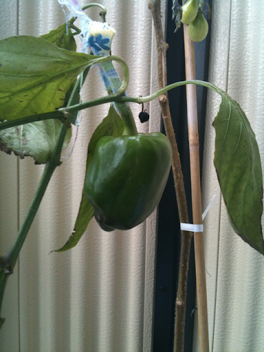 Röd paprika