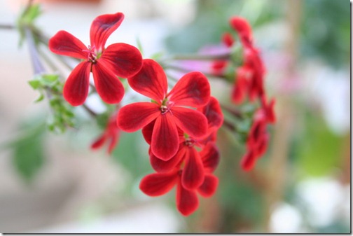 Ardens Pelargonium-hybrid