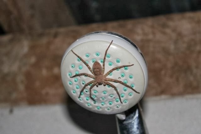 [australia-scary-spiders-003%255B2%255D.jpg]