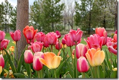 tptulips4