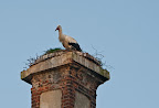 Storch auf dem Dammgut Ritterhude