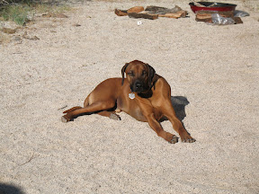 Desert Dog Diesel