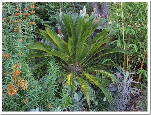 110803_cycas_revoluta 110803_cycas_revoluta