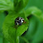 Ash Gray ladybug