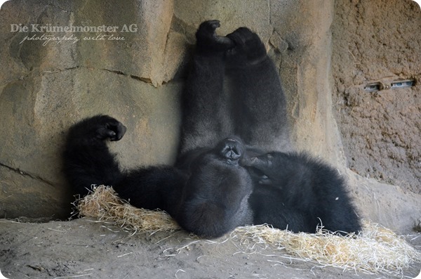 Zoo Frankfurt Gorilla 150813