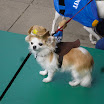 SDC11415.JPG