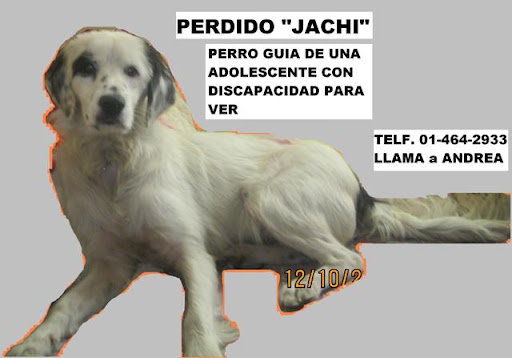 HACHIE.JPG