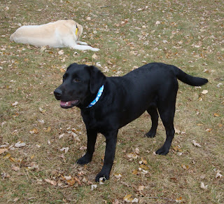 Navy at 8 months old
Gentle and Obedient