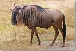 Blue Wildebeest