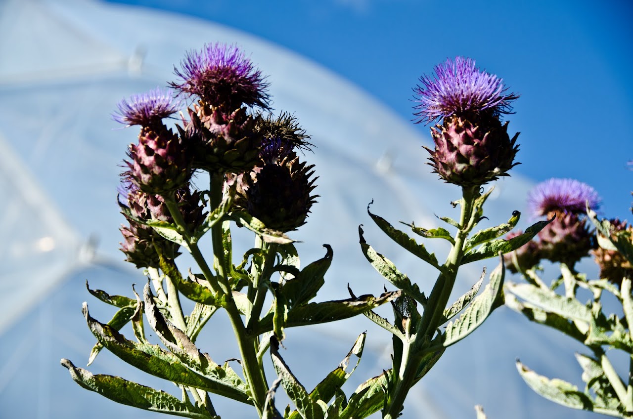 Flowers outside the Eden Project